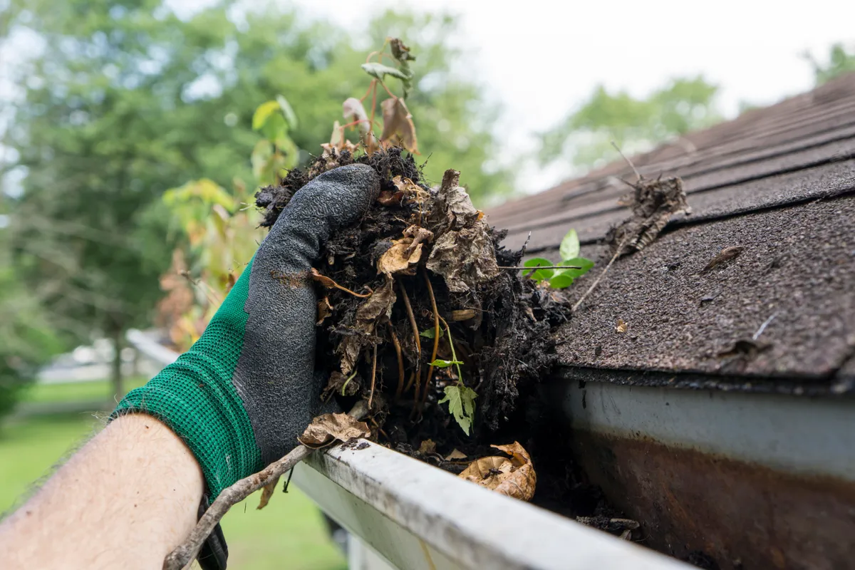 Moss Removal work on a roof